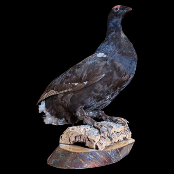 Vintage Taxidermy Grouse on Naturalistic Base – Mounted Game Bird