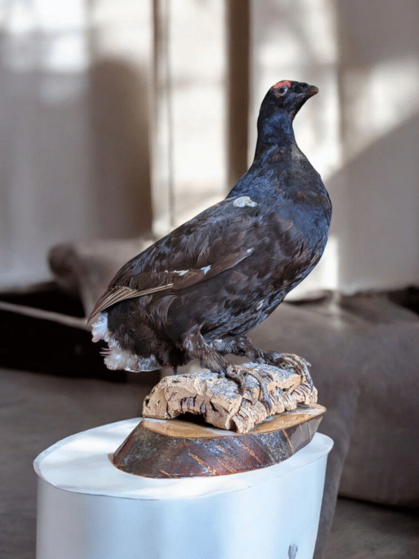 Vintage Taxidermy Grouse on Naturalistic Base – Mounted Game Bird - Image 4