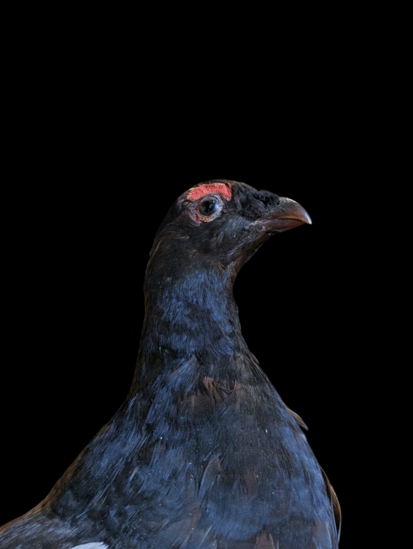 Vintage Taxidermy Grouse on Naturalistic Base – Mounted Game Bird - Image 3