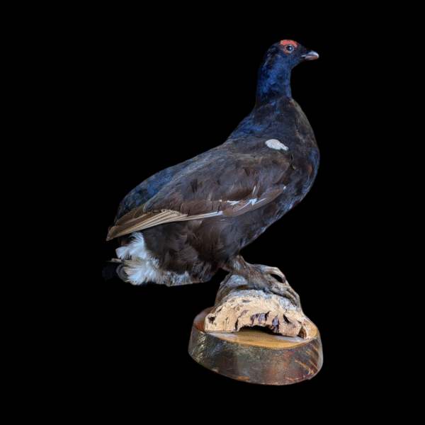 Vintage Taxidermy Grouse on Naturalistic Base – Mounted Game Bird - Image 2
