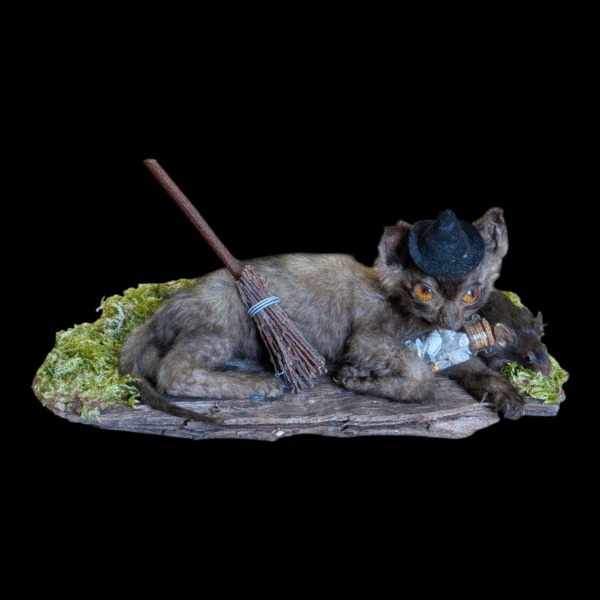 Taxidermy Witch's Familiar Kitten and Mouse – With Potion Bottle & Besom