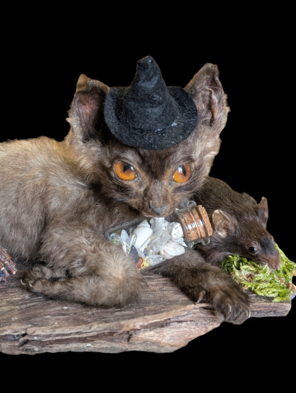 Taxidermy Witch's Familiar Kitten and Mouse – With Potion Bottle & Besom - Image 3