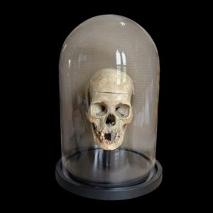 Real Human Female Medical Skull Under Glass Dome