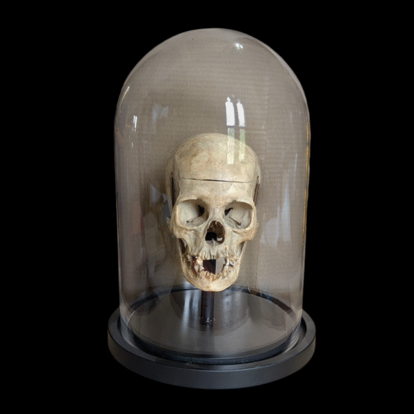 Real Human Female Medical Skull Under Glass Dome