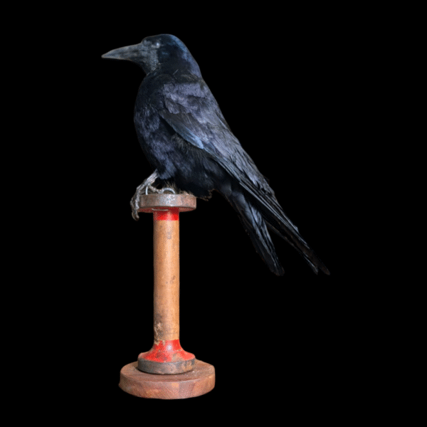 Taxidermy Rook - Image 2
