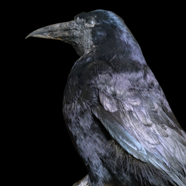 Taxidermy Rook - Image 4