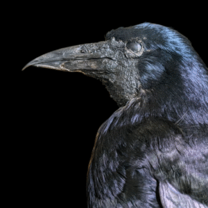 Taxidermy Rook