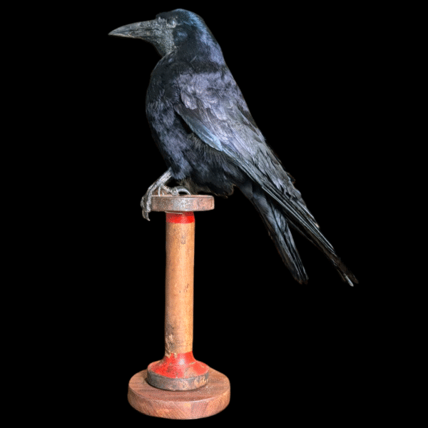 Taxidermy Rook - Image 3