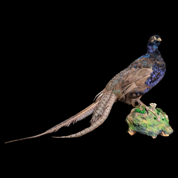 Stunning Iridescent Taxidermy Pheasant on Mossy Rock Base - Image 2