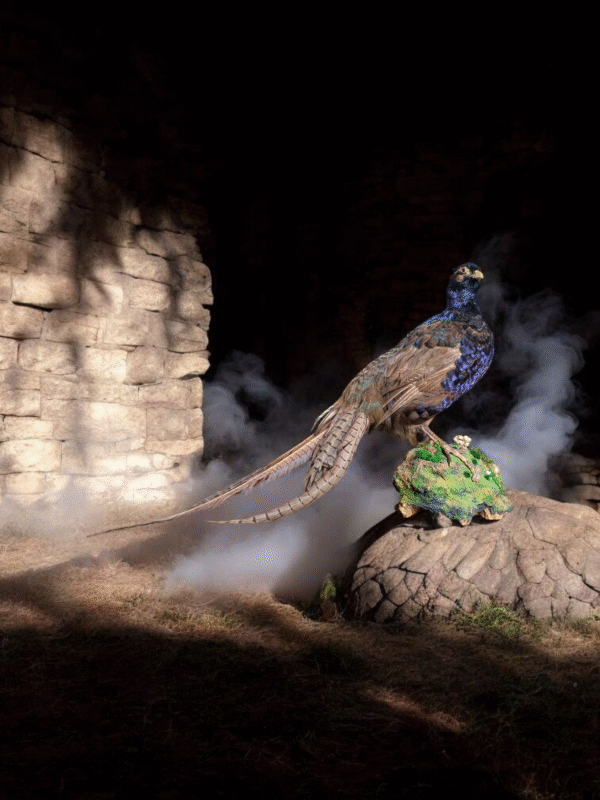 Stunning Iridescent Taxidermy Pheasant on Mossy Rock Base - Image 7