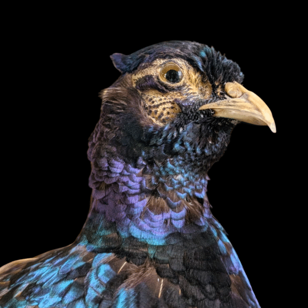 Stunning Iridescent Taxidermy Pheasant on Mossy Rock Base - Image 3