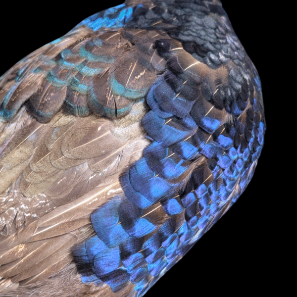 Stunning Iridescent Taxidermy Pheasant on Mossy Rock Base - Image 5