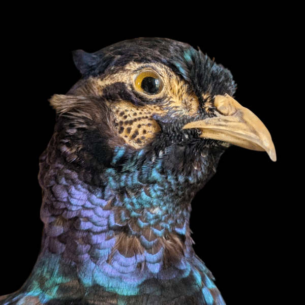 Stunning Iridescent Taxidermy Pheasant on Mossy Rock Base - Image 4