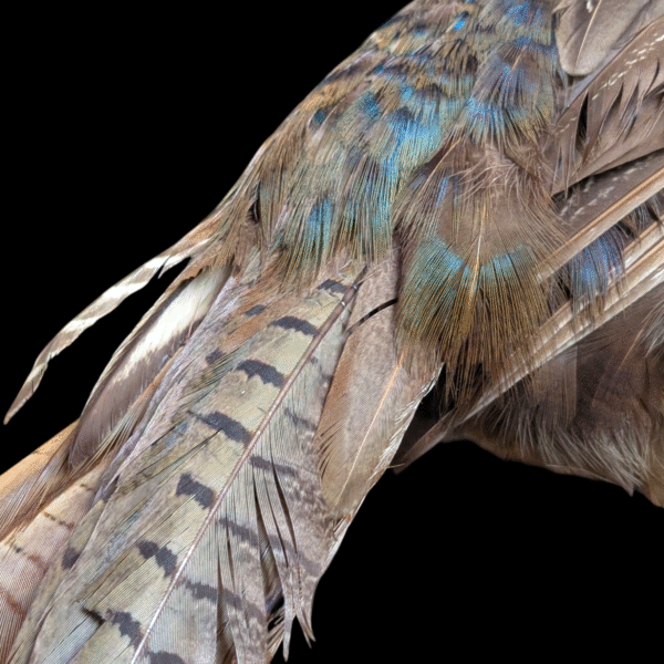 Stunning Iridescent Taxidermy Pheasant on Mossy Rock Base - Image 6