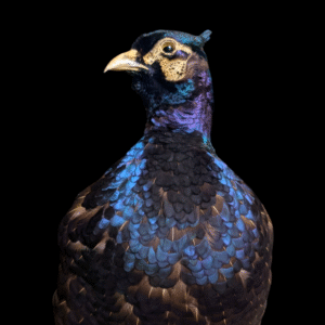 Stunning Iridescent Taxidermy Pheasant on Mossy Rock Base