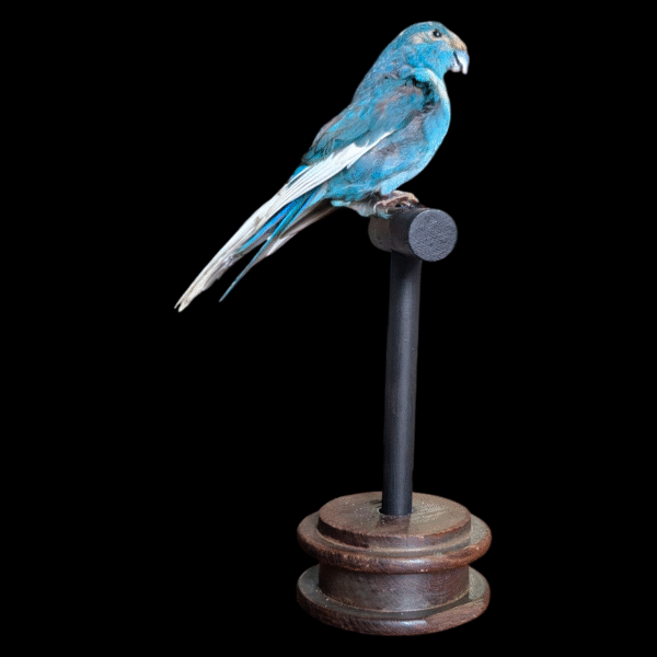 Taxidermy Blue Parakeet on Wooden Stand – Vibrant Natural History Display - Image 2