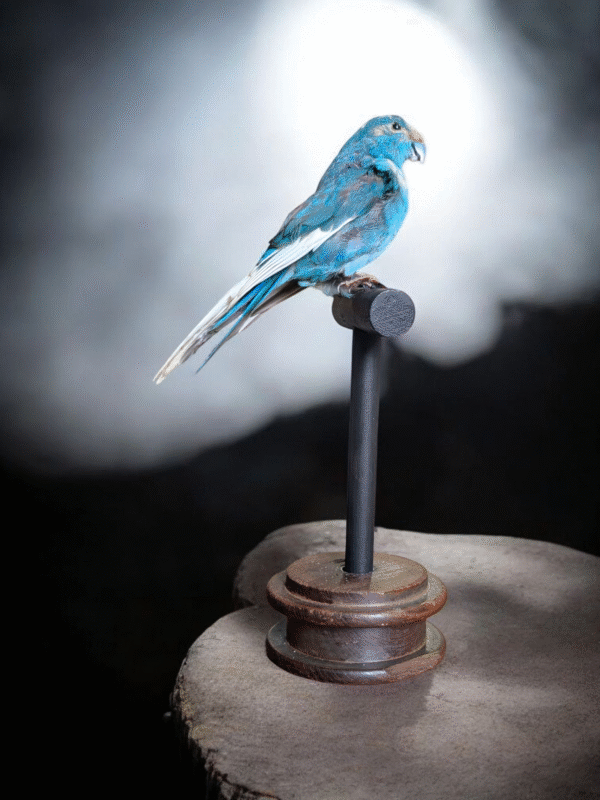 Taxidermy Blue Parakeet on Wooden Stand – Vibrant Natural History Display - Image 5