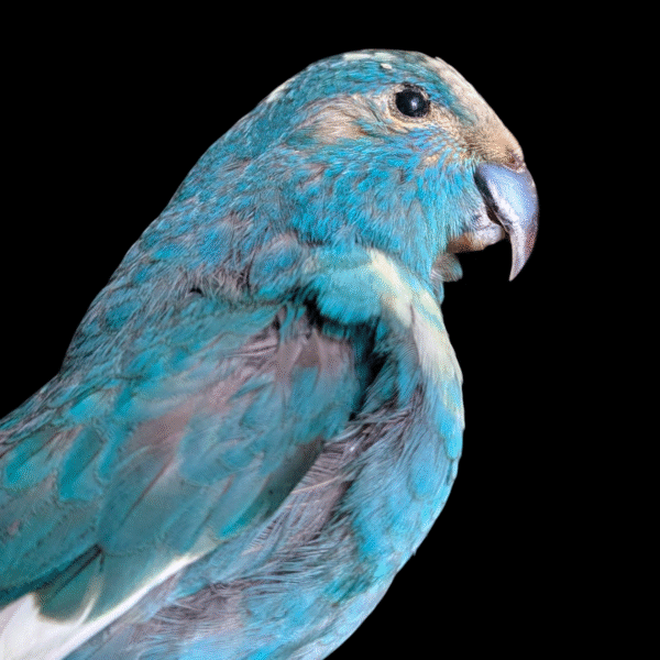 Taxidermy Blue Parakeet on Wooden Stand – Vibrant Natural History Display