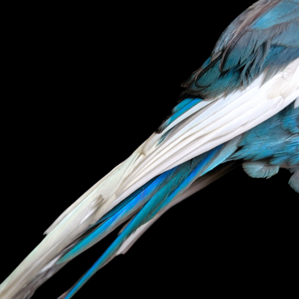 Taxidermy Blue Parakeet on Wooden Stand – Vibrant Natural History Display - Image 3