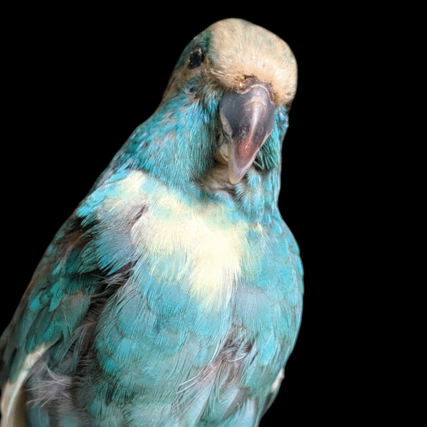 Taxidermy Blue Parakeet on Wooden Stand – Vibrant Natural History Display - Image 4