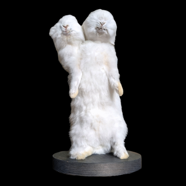2 Headed Taxidermy Rabbit - Image 2