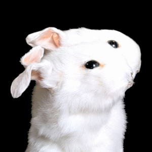 2 Headed Taxidermy Rabbit