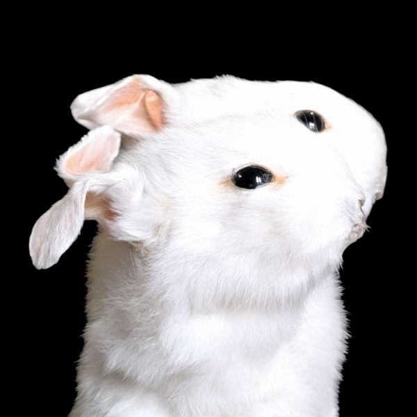 2 Headed Taxidermy Rabbit