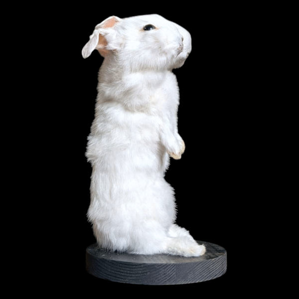 2 Headed Taxidermy Rabbit - Image 3