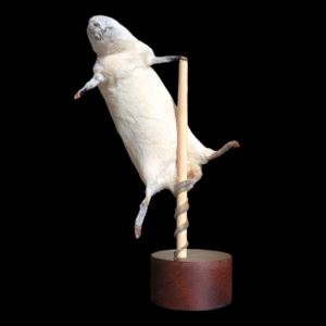 Unusual Stripper Rat Taxidermy