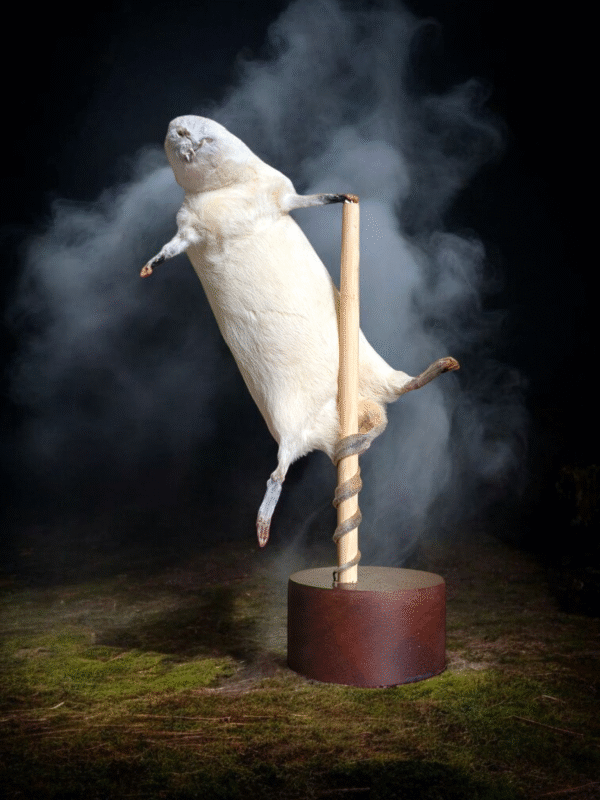 Unusual Stripper Rat Taxidermy - Image 3