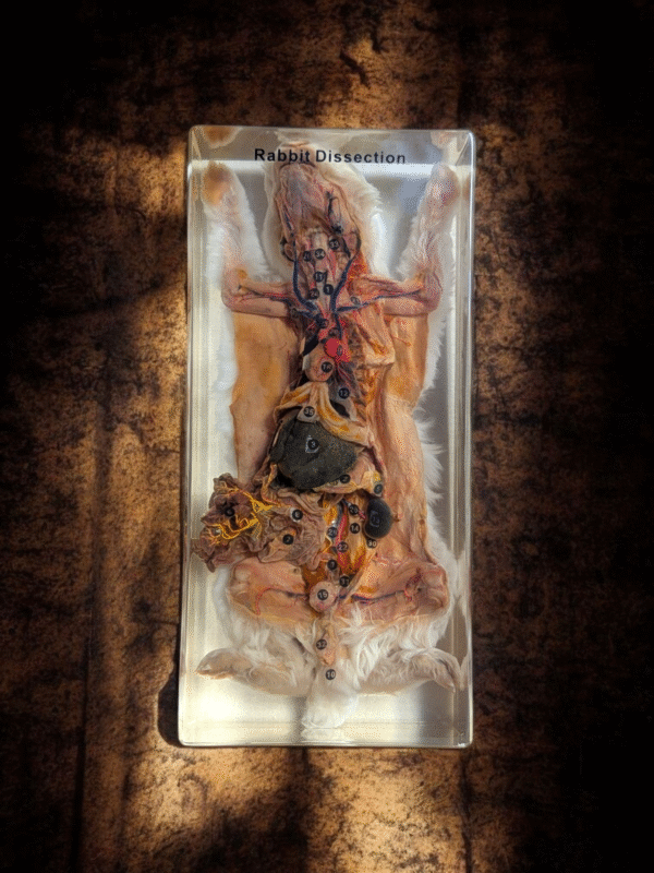 Anatomical Rabbit Dissection Teaching Specimen in Resin – Educational Display Model - Image 5
