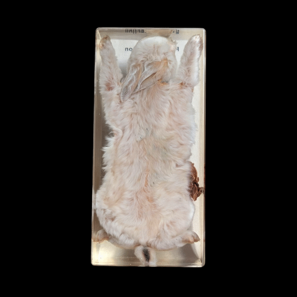Anatomical Rabbit Dissection Teaching Specimen in Resin – Educational Display Model - Image 3