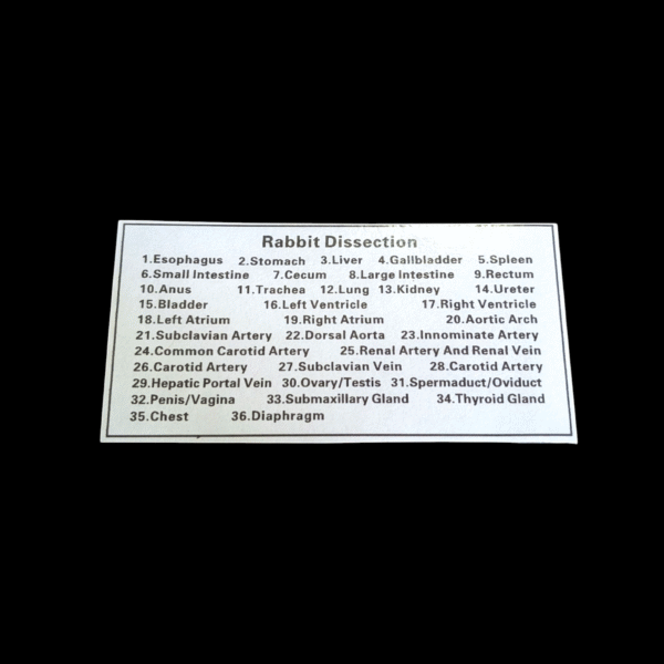 Anatomical Rabbit Dissection Teaching Specimen in Resin – Educational Display Model - Image 2