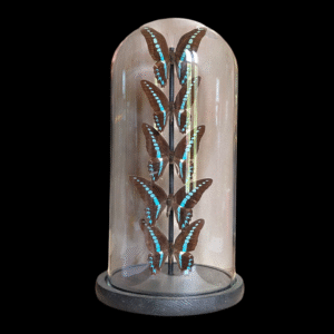 Taxidermy Blue Butterfly Display – 5 Specimens in Tall Glass Dome
