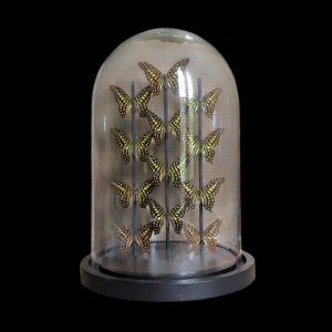 Taxidermy Tailed Jay Butterfly Display – 12 Specimens Under Glass Dome