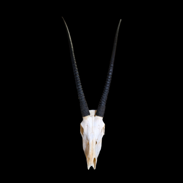 Impressive Oryx Skull with Huge Horns