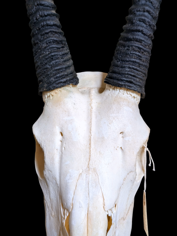 Impressive Oryx Skull with Huge Horns - Image 2