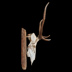 Mounted Stag Skull
