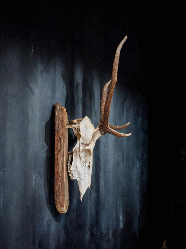 Mounted Stag Skull - Image 3