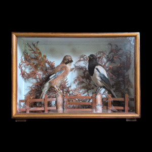 Antique Cased Taxidermy Pair – Eurasian Jay & Magpie Diorama