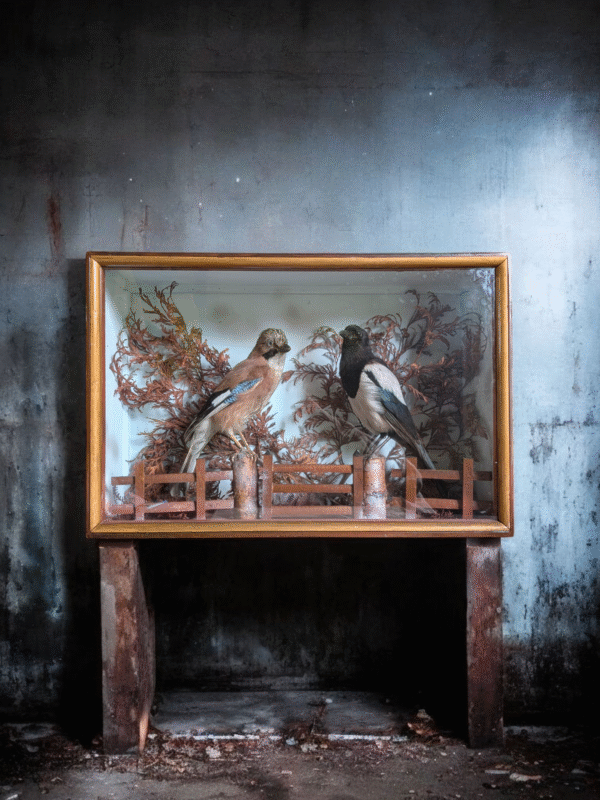 Antique Cased Taxidermy Pair – Eurasian Jay & Magpie Diorama - Image 2