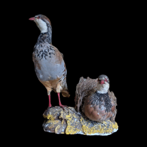 Striking Pair of Vintage Taxidermy Red-Legged Partridges on Naturalistic Base