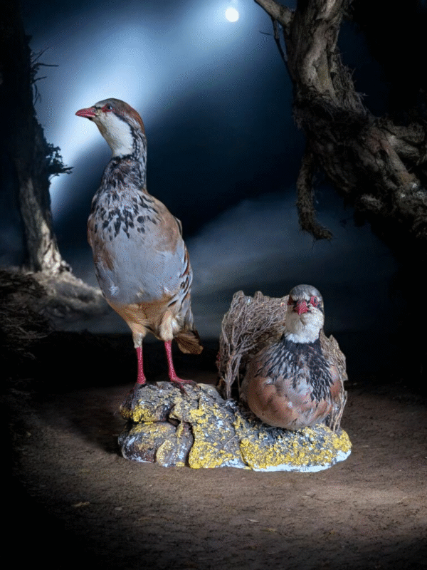Striking Pair of Vintage Taxidermy Red-Legged Partridges on Naturalistic Base - Image 2