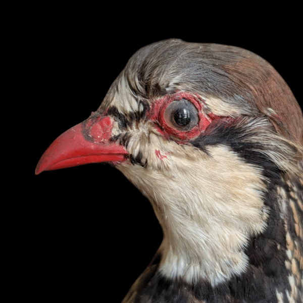 Striking Pair of Vintage Taxidermy Red-Legged Partridges on Naturalistic Base - Image 3