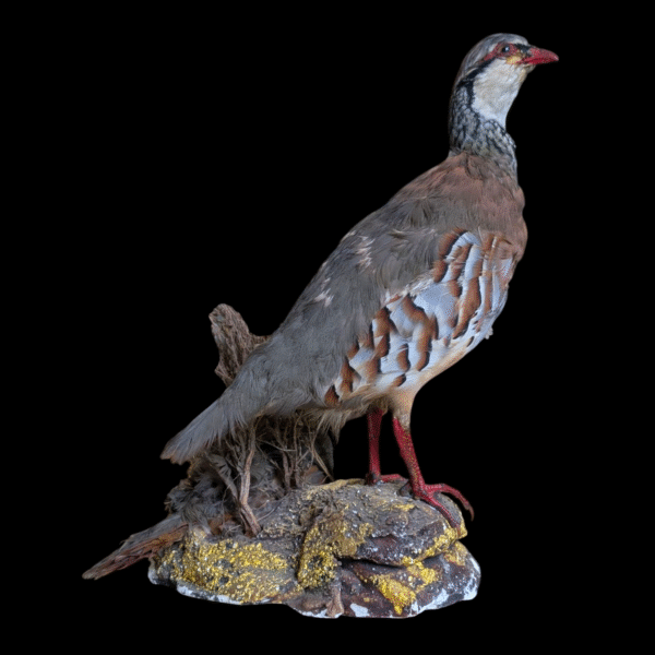 Striking Pair of Vintage Taxidermy Red-Legged Partridges on Naturalistic Base - Image 4