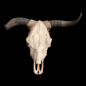 Authentic USA Longhorn Steer Skull With Natural Horns – Wall Mountable