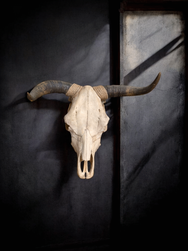 Authentic USA Longhorn Steer Skull With Natural Horns – Wall Mountable - Image 2