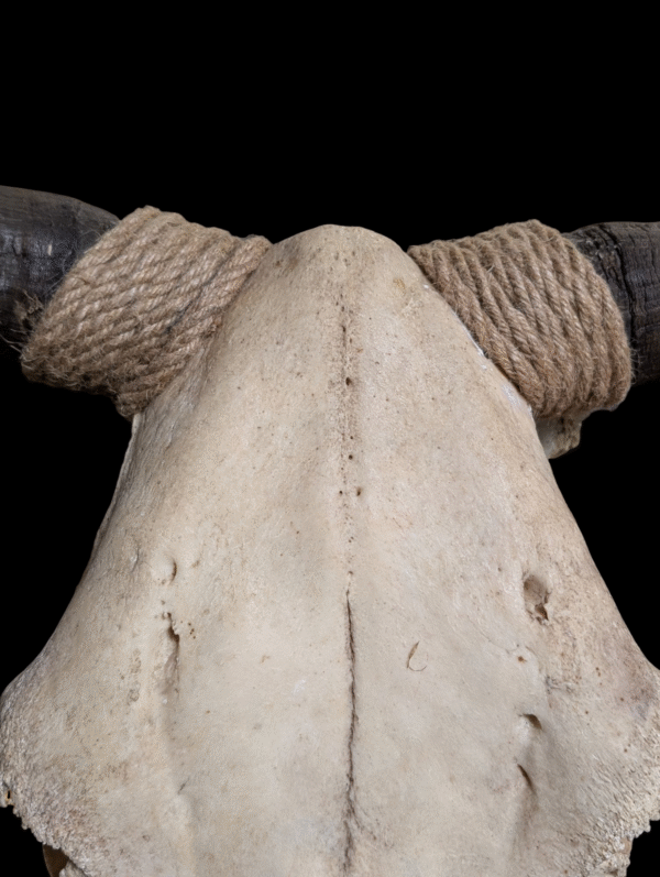 Authentic USA Longhorn Steer Skull With Natural Horns – Wall Mountable - Image 5