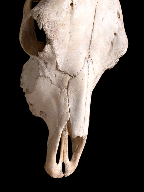 Authentic USA Longhorn Steer Skull With Natural Horns – Wall Mountable - Image 3