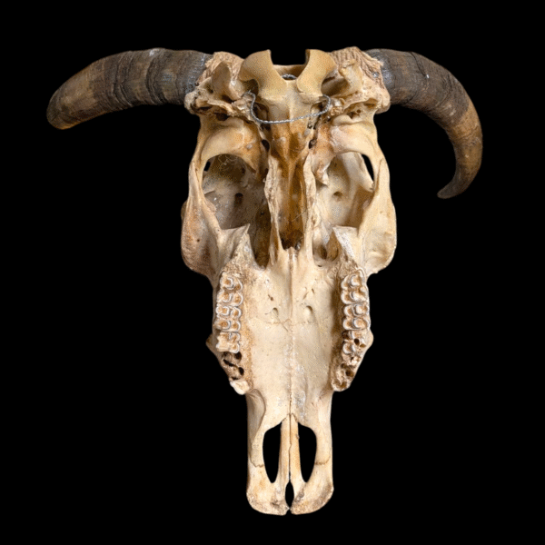 Authentic USA Longhorn Steer Skull With Natural Horns – Wall Mountable - Image 4